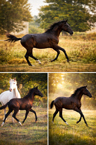 Pouliche lusitanien noire 8 mois