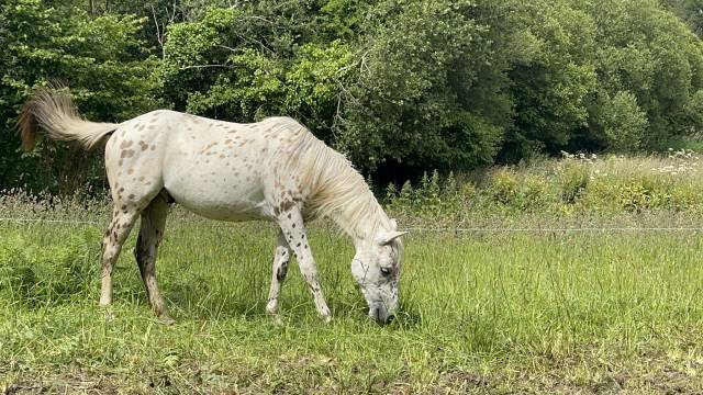 Appaloosa hongre 3 ans pp 