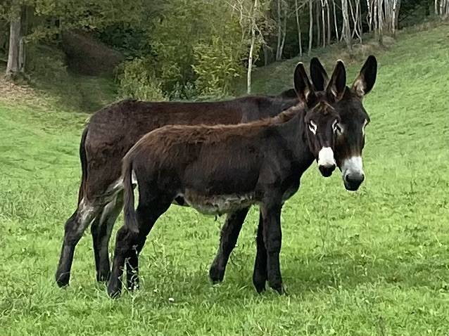 à vendre ânon des pyrénées 