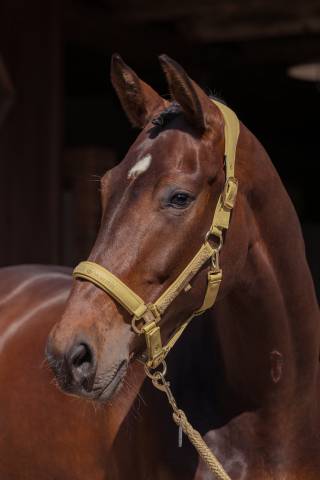 Licol Faux Leather Heritage 2025 - Eskadron
