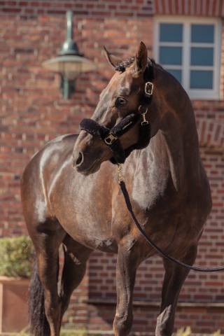 Licol complet Faux Fur Heritage 2025 - Eskadron - Fausse fourrure