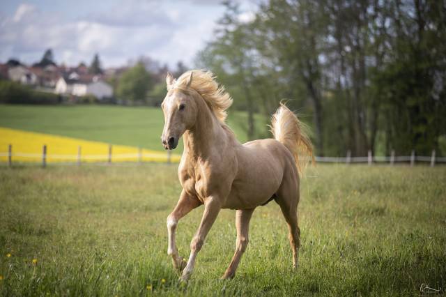 Ikhem de galande : saillie etalon dsa 93.75% arabe