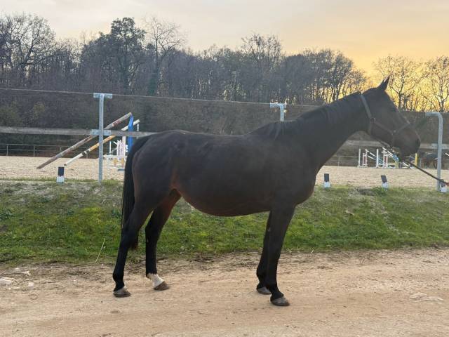 Poulinière sf pleine (et possible suitée)
