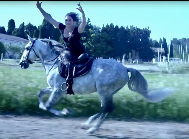 Lusitanien pp voltige-haute ecole