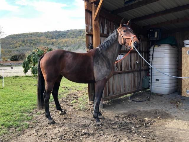 Jument sf 8 ans pour poulinière 