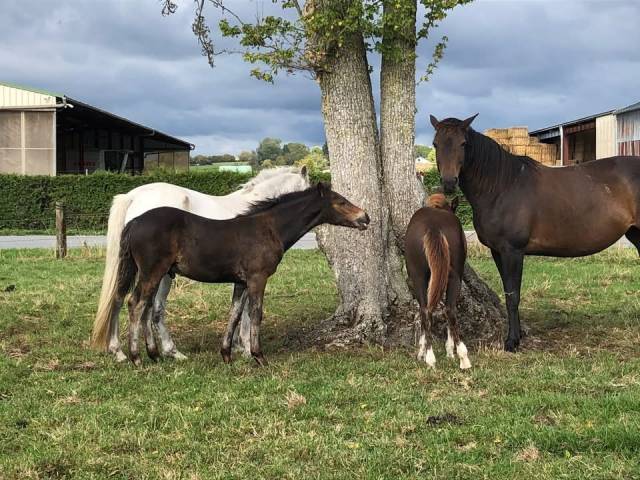 Foal mâle connemara bai