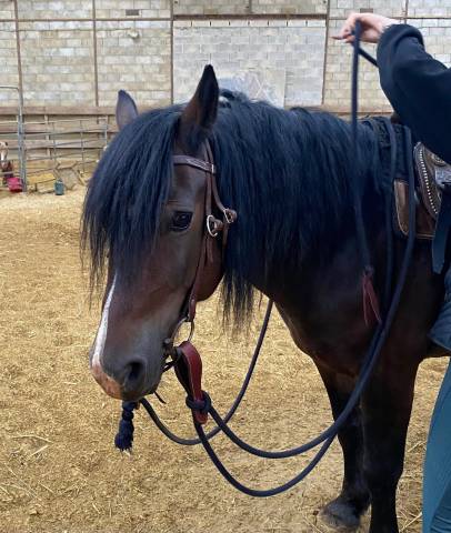 Iron poney welsh d pp 7ans