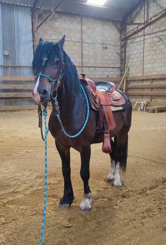 Iron poney welsh d pp 7ans