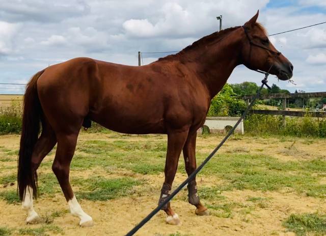 Paint horse solid pp twister bandit dun it, étalon