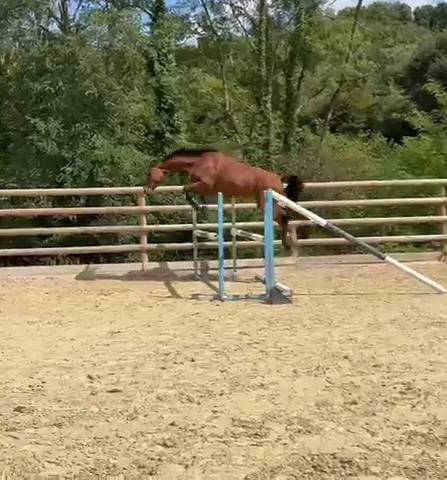 Jument par cooper vd heffinck