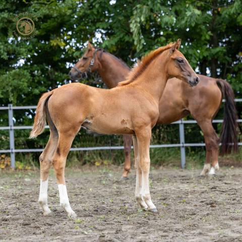 Cherche palfreniers (nieres)