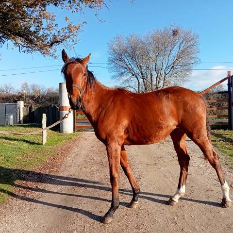 Yearling par hunter's light 