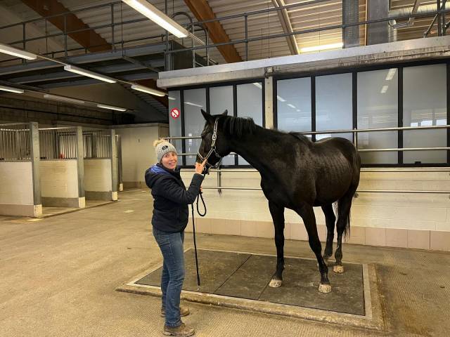 Hongre 3ans par couleur latour 