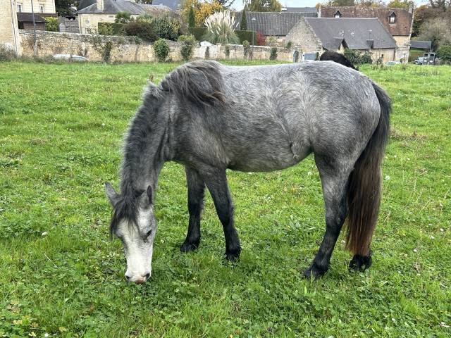 Poney b femelle 2 ans