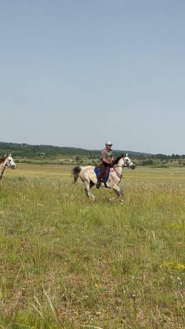 Hongre anglo arabe 11 ans