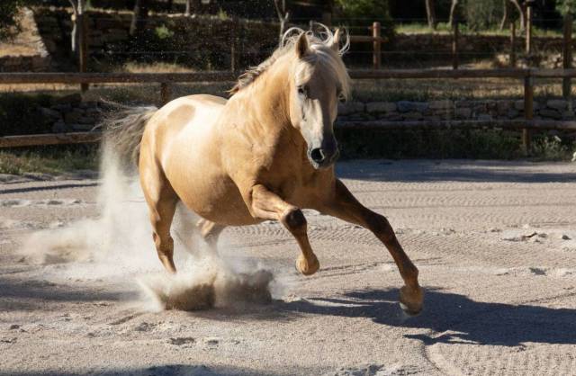 à vendre – dune, magnifique hongre pre pp palomino 5ans