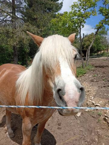 Chevaux Donner Annonces Chevaux Donner Equirodi France Chevaux Donner Annonces Chevaux Donner Equirodi France