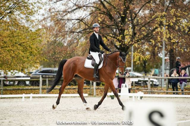 Cheval de sport ou de loisir