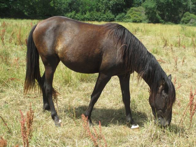 Pouliche rocky mountain horse pleins papiers