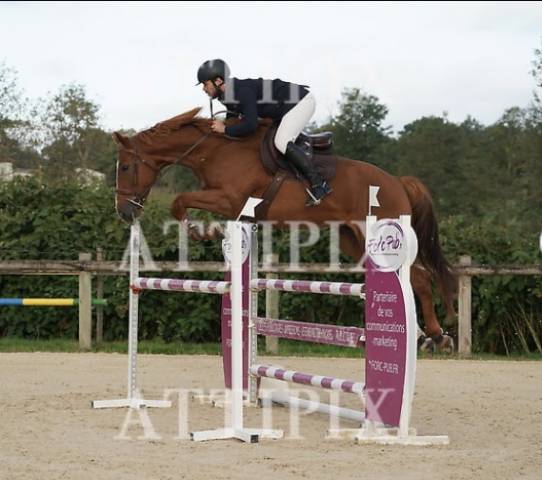 Hongre 5ans kannan x le tot de semilly