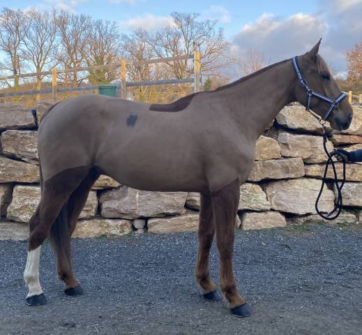 Hongre 6ans kannan x le tot de semilly