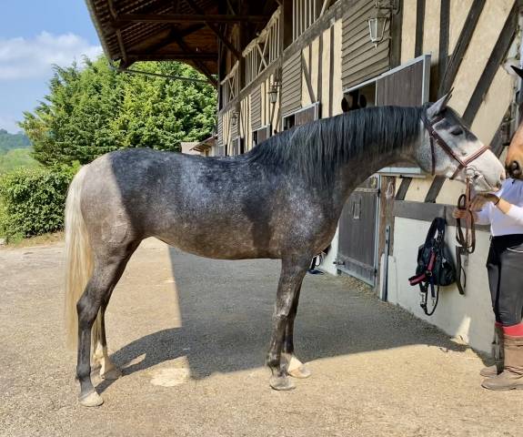 Jument pré 5 ans 160cm grise top origine! 