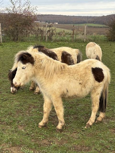 Jument miniature amha 