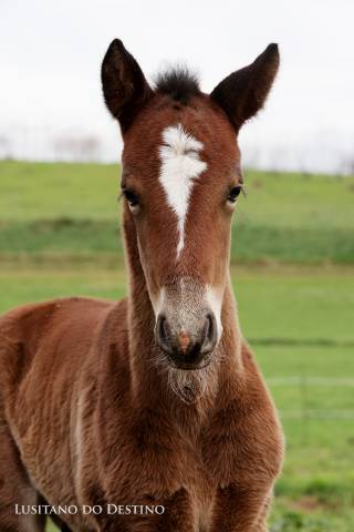 Poulain lusitano x kwpn