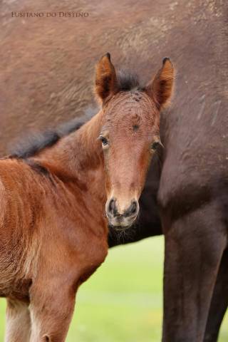 Poulain lusitanien x kwpn 