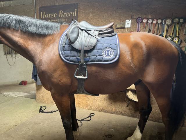 Selle forestier Séoul 