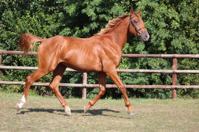 Cheval selle français de 5 ans 