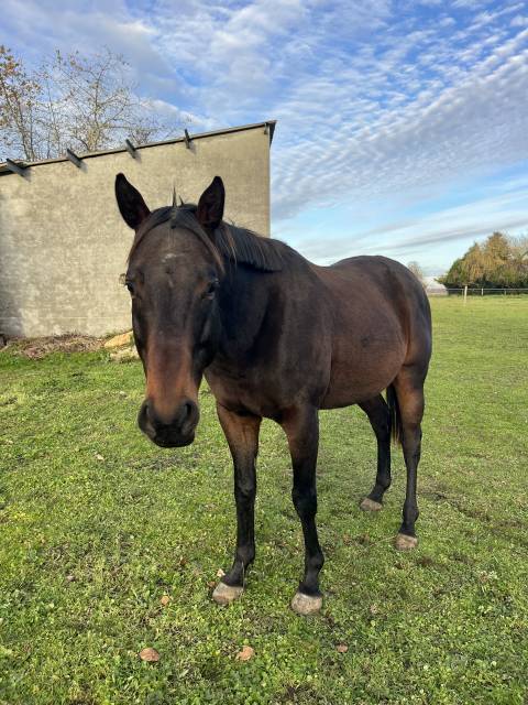 Zarqo ps hongre 5 ans