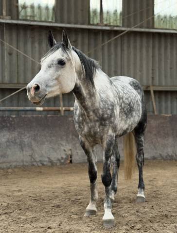 Hongre 7ans - welsh part bred