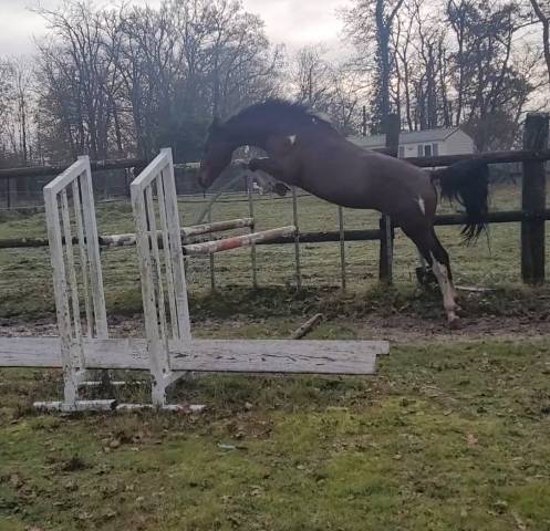 Adorable entier sf de 2012