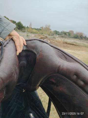 Selle zaldi lusitanus 