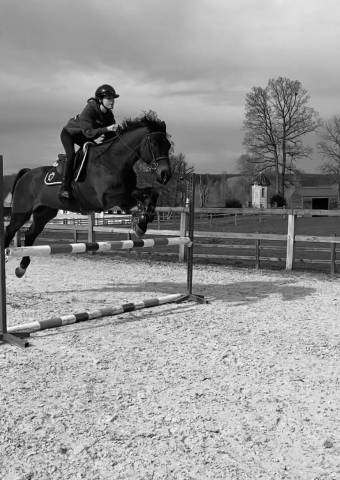 Cheval de 18 ans en demi-pension