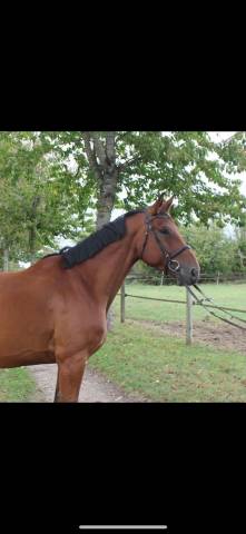 Hongre de 6 ans sf cc5 ans