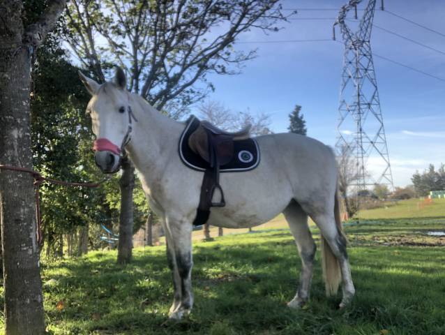 Onc type ibérique, 13ans