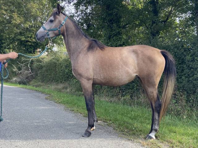 Pouliche anglo arabe 4 ans, 93% de ps arabe