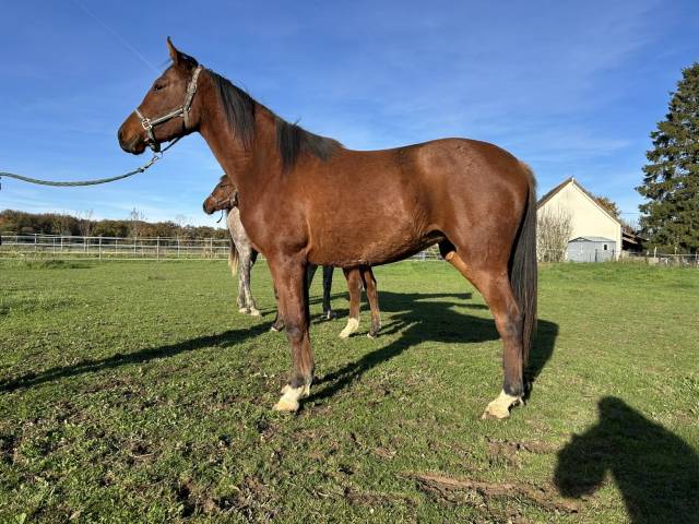 Pouliche anglo arabe 2 ans, 93% de ps arabe