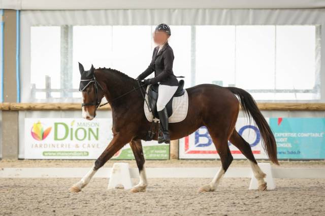 Hongre selle français 