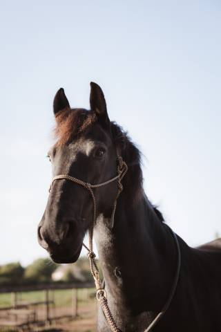 Cheval à prendre en demi pension