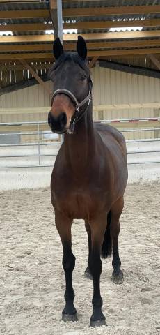 Top hongre 11 ans amateur ??