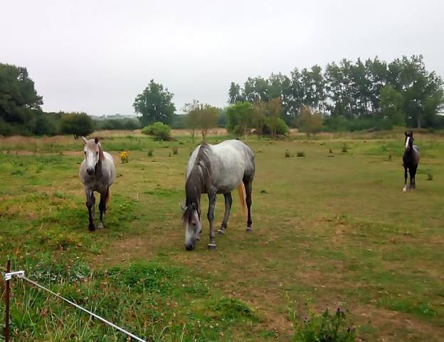 Poney d de 4 ans