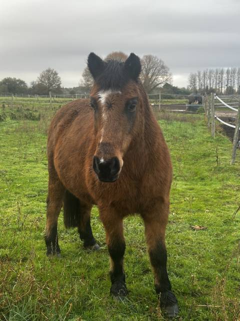 Poney assurance vie pour enfants