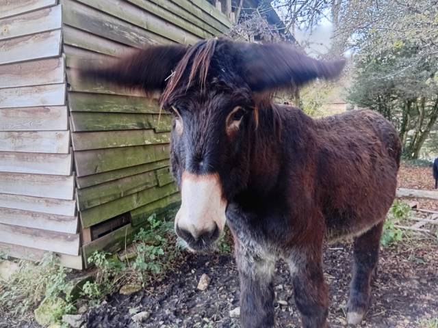 Baudet du poitou livre b