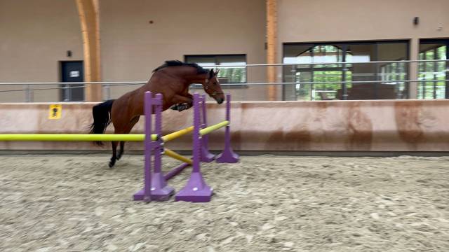 Jewel de vikland – poulinière sf