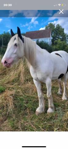 Jument onc porteuse 