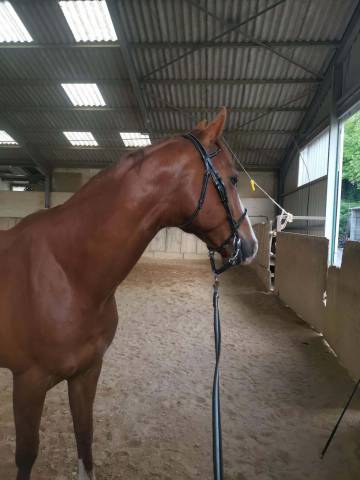 Selle français 13 ans 