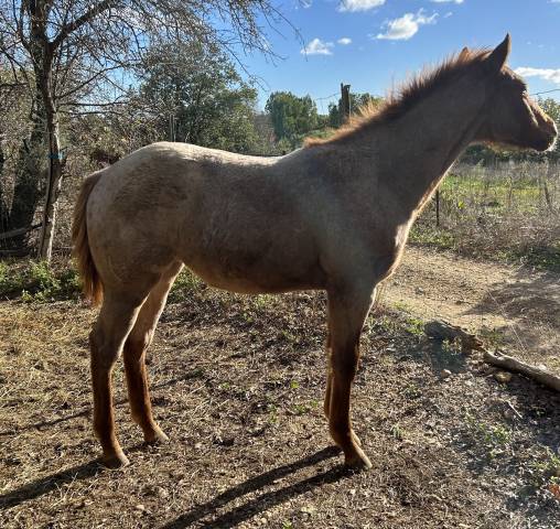 Pouliche apha red roan 